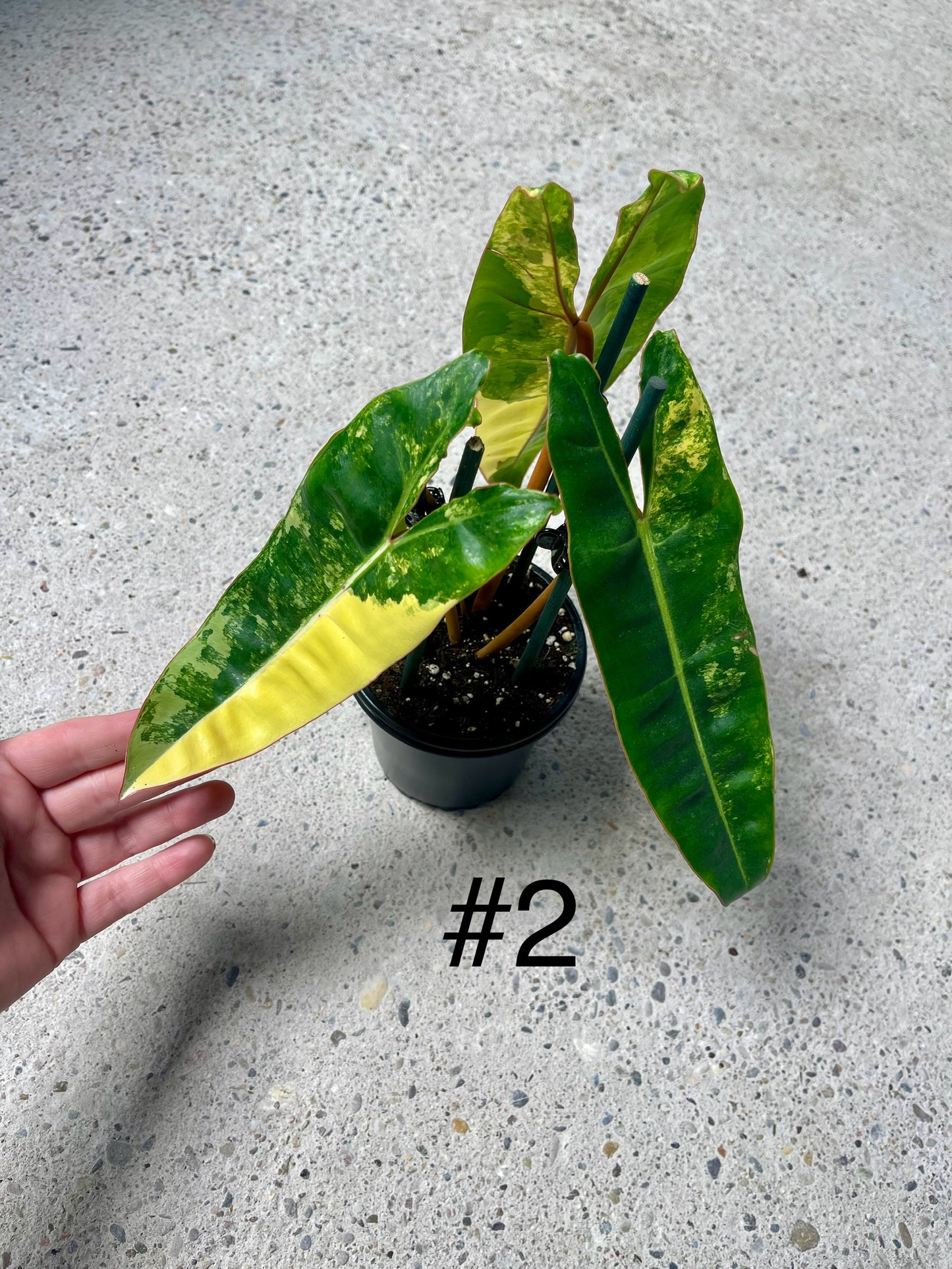 PHILODENDRON BILLIETIAE VARIEGATA NEW