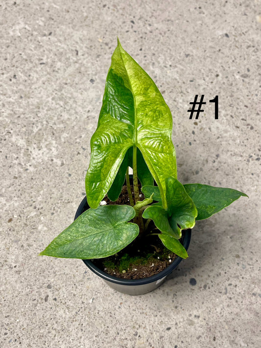 ALOCASIA GREEN CARPET VARIEGATA NEW