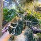 ALOCASIA BLACK VELVET PINK VARIEGATA M