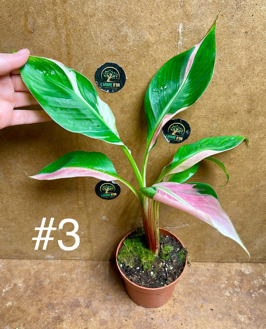 Musa nono pink variegata