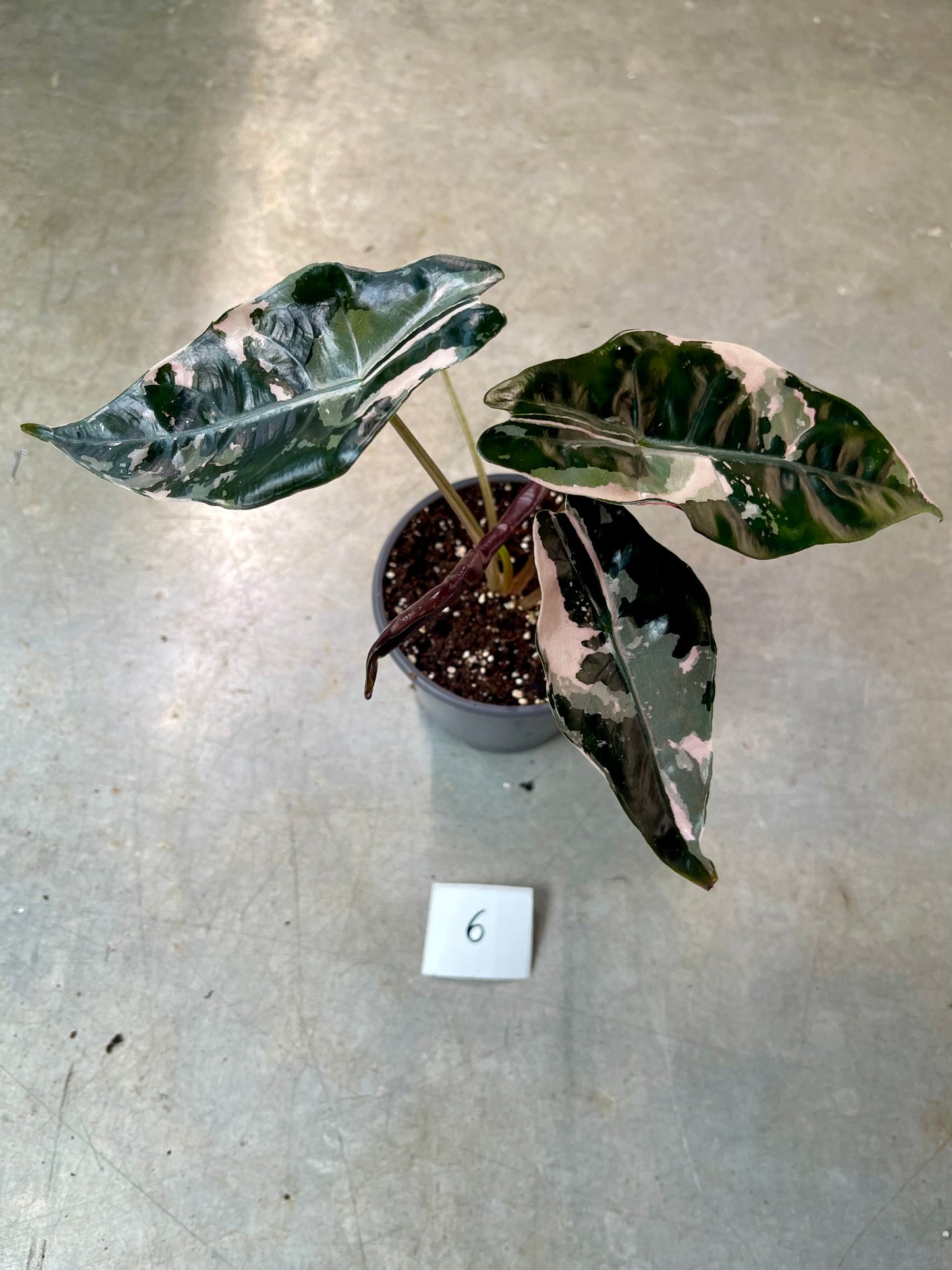 ALOCASIA CHANTRIERI PINK VARIEGATA NEW