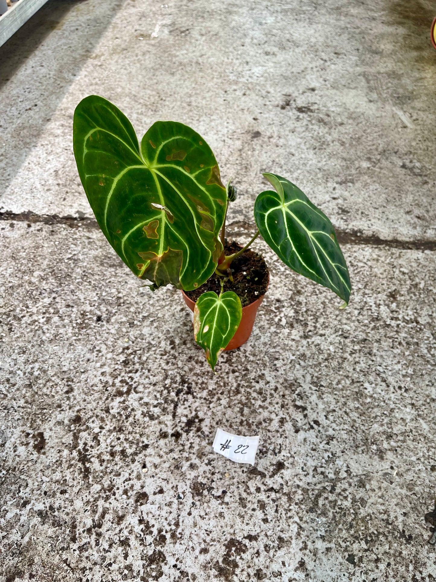 PLANTE A SAUVER