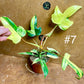Philodendron florida beauty effet mint
