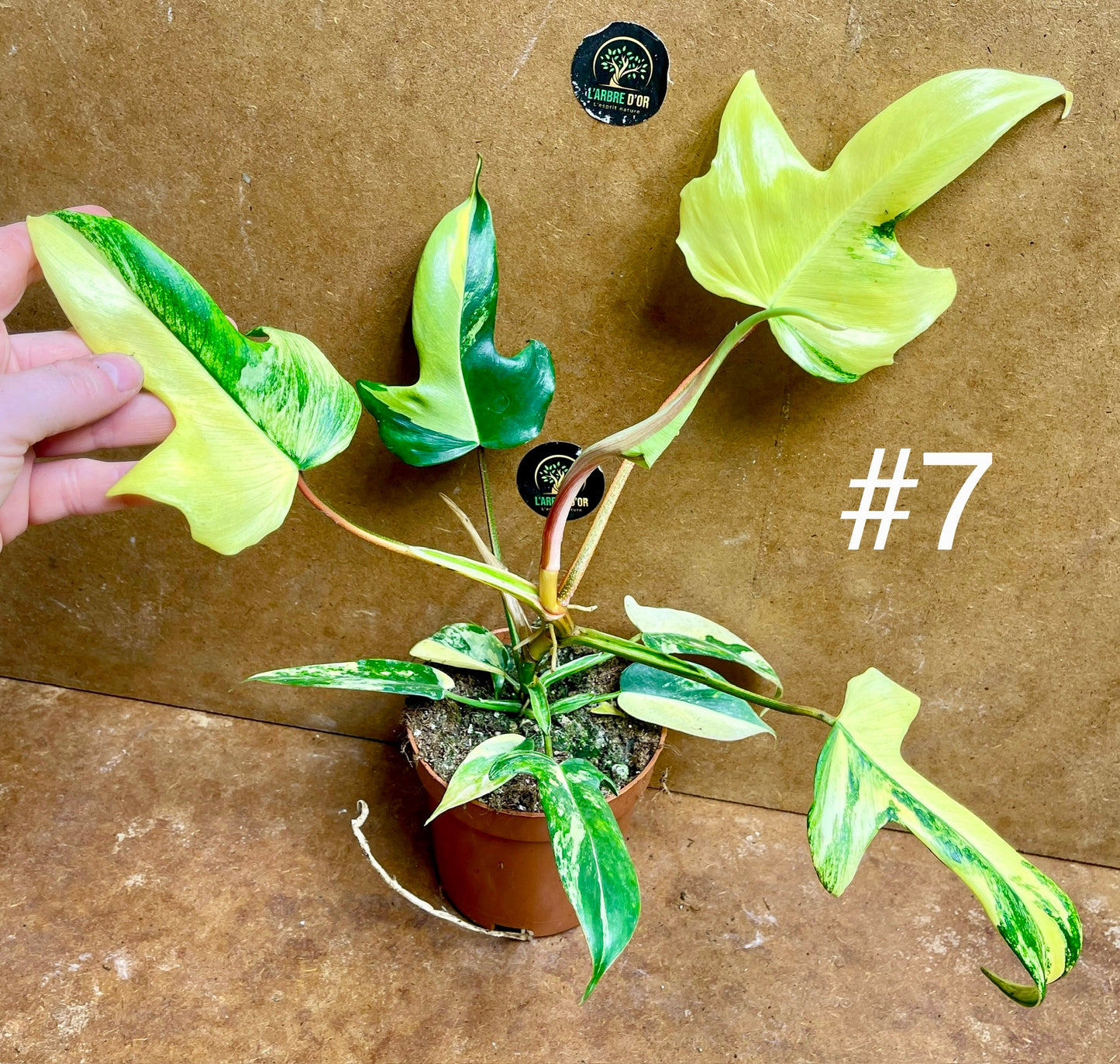 Philodendron florida beauty effet mint