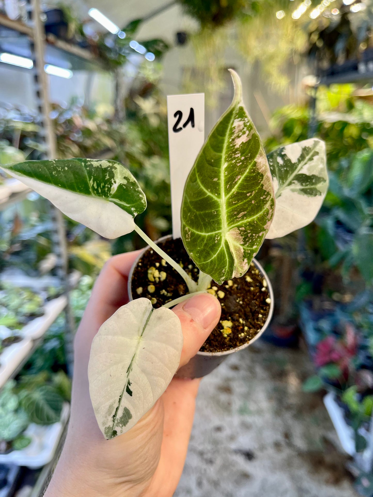 ALOCASIA BLACK VELVET VARIEGATA PINK S NEW