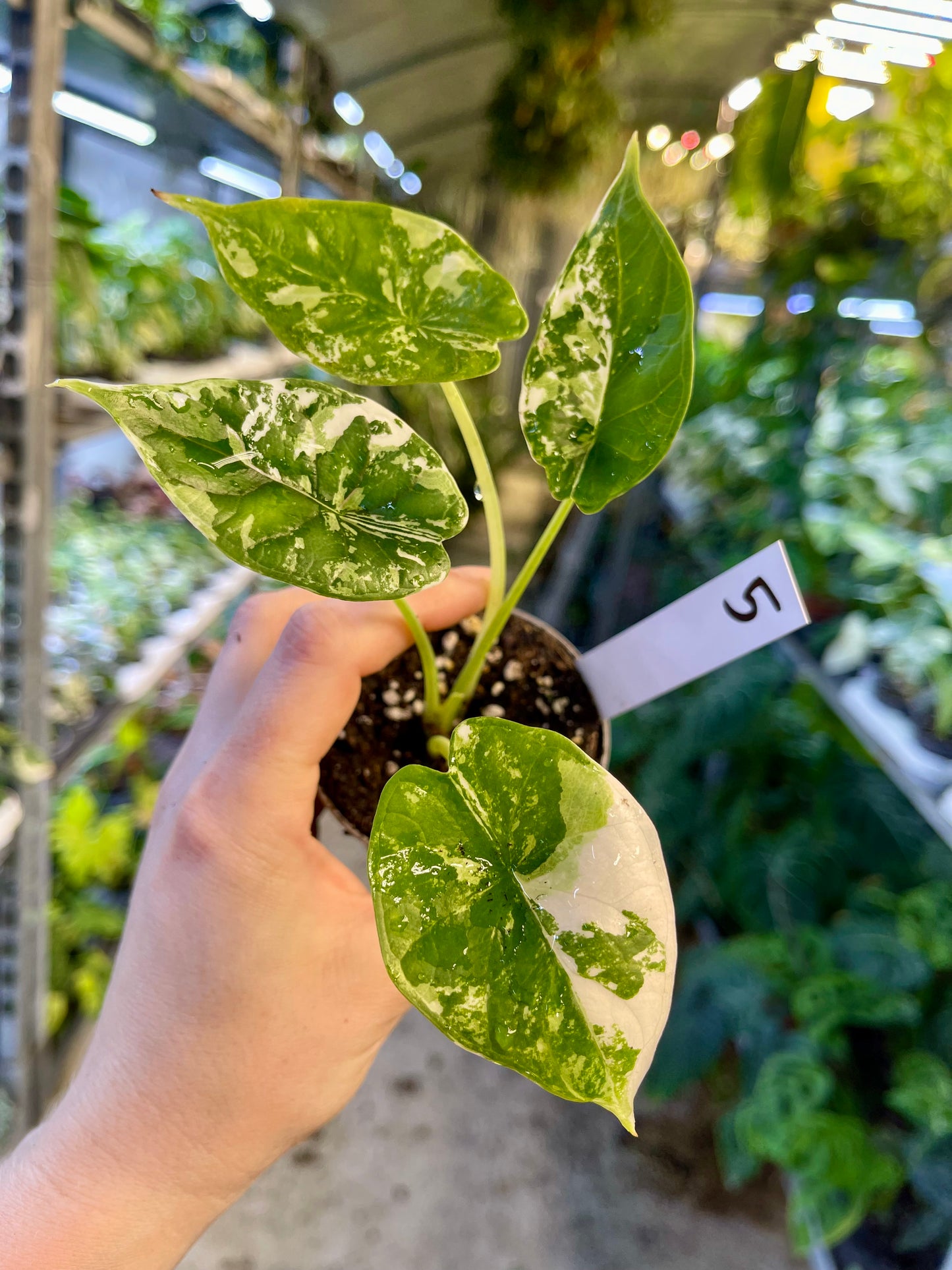 ALOCASIA DRAGON SCALE ALBO VARIEGATA  S