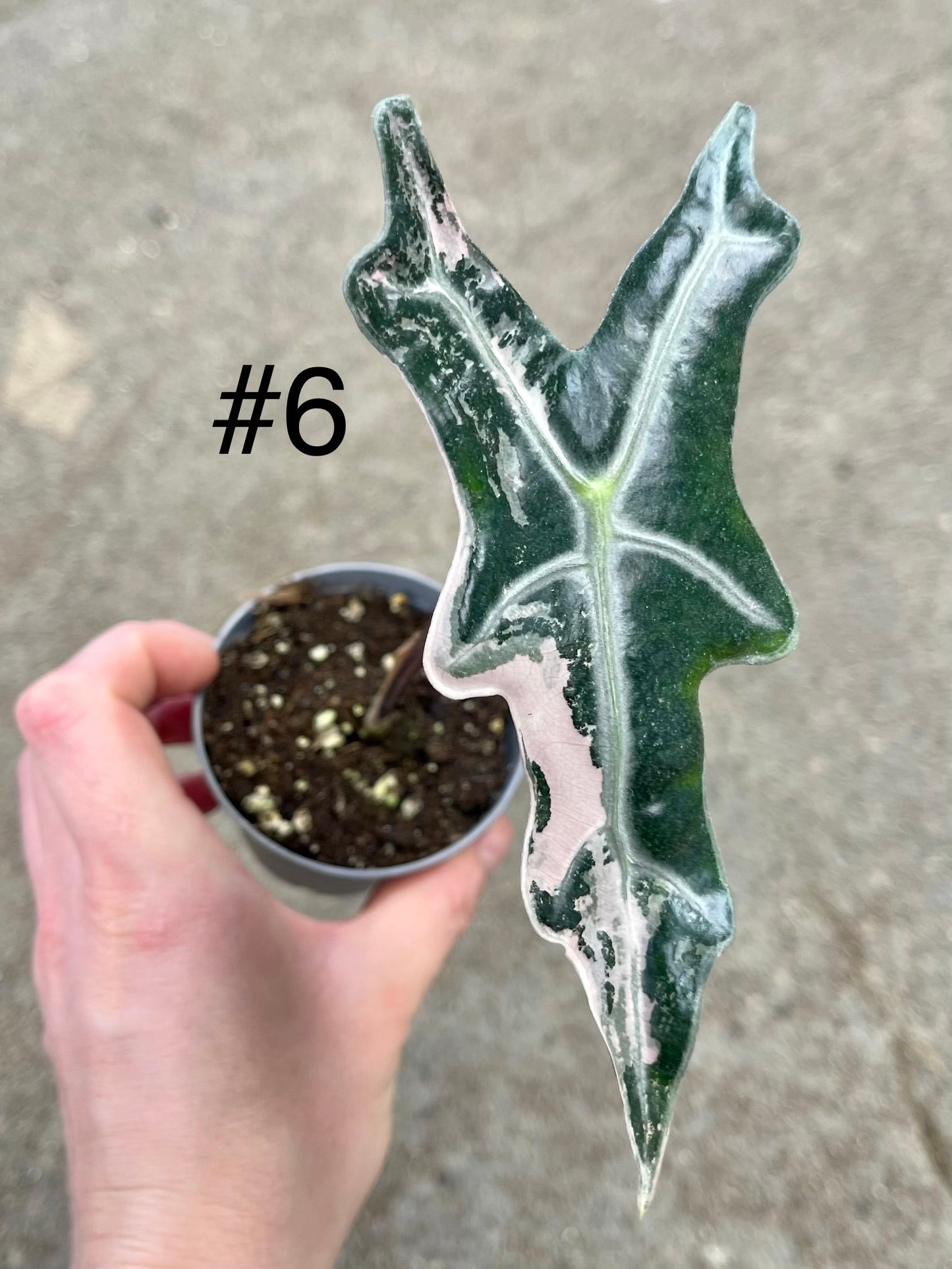 Alocasia sanderiana nobilis pink variegata NEW