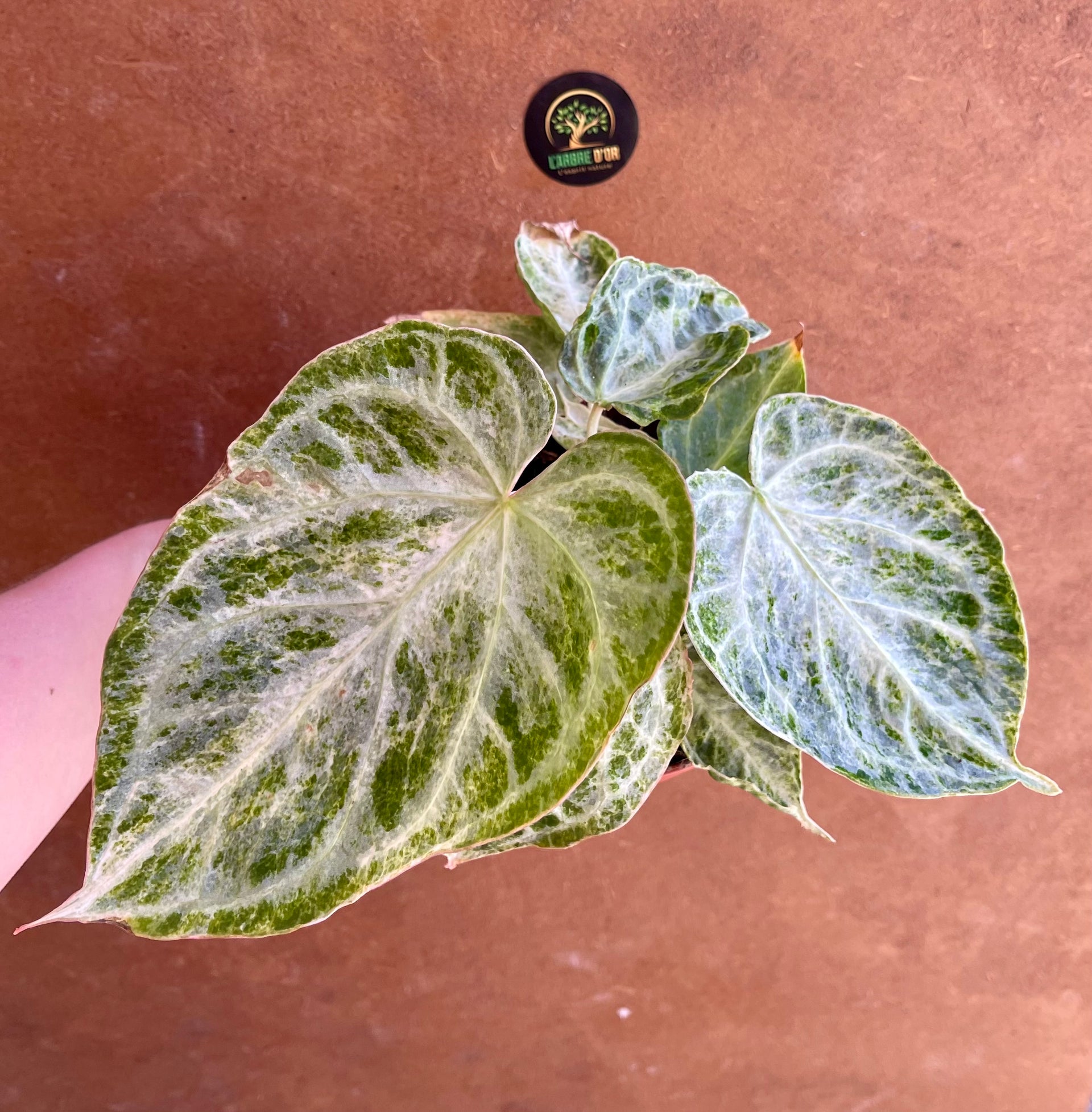 Anthurium silver blush mint – L'arbre D'or 67