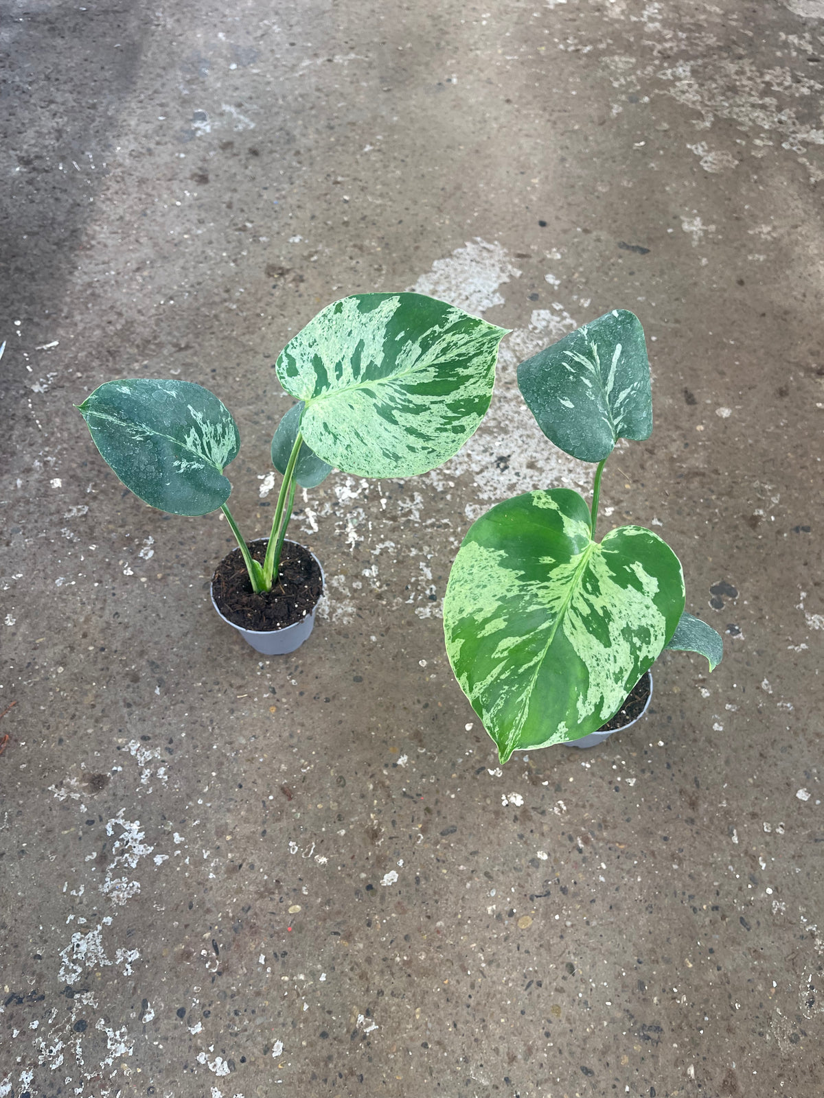 MONSTERA BULBASAUR NEW