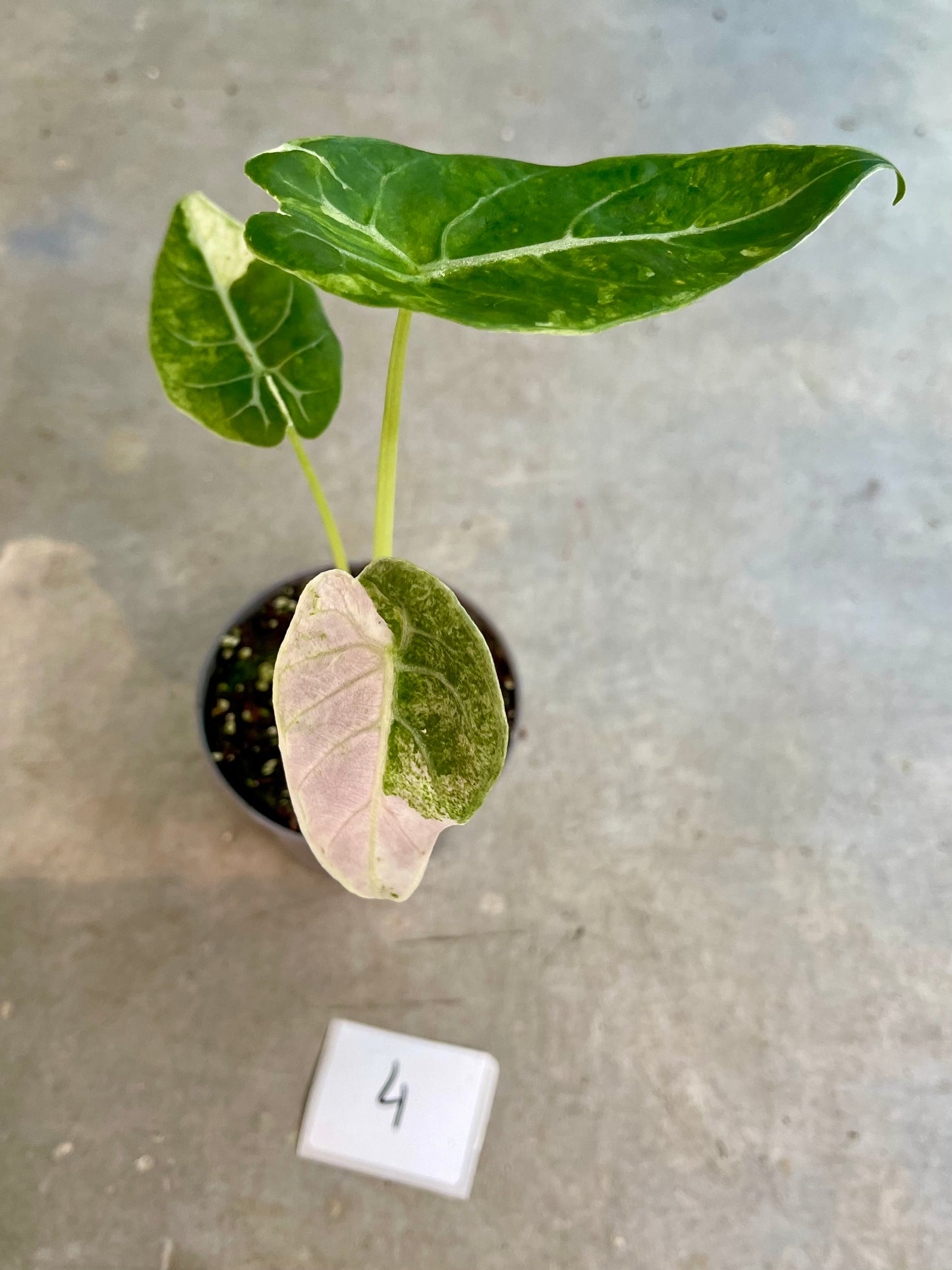 ALOCASIA WATSONIANA GLOSSY VARIEGATA NEW