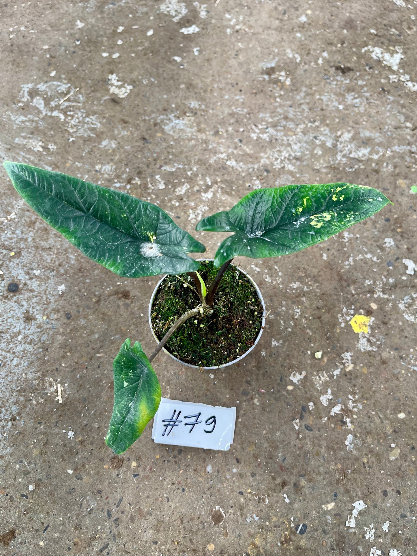 PLANTE A SAUVER