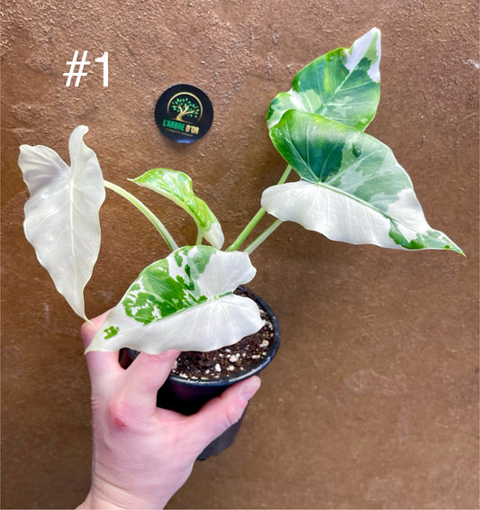 Alocasia okinawa silver / variegata
