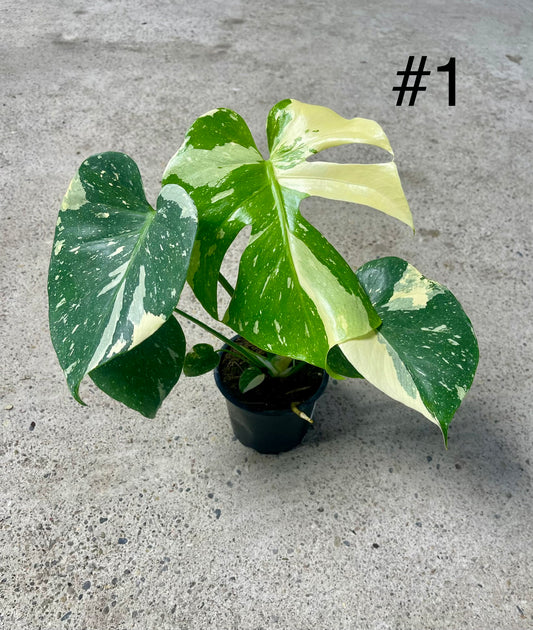 Monstera deliciosa thai constellation M