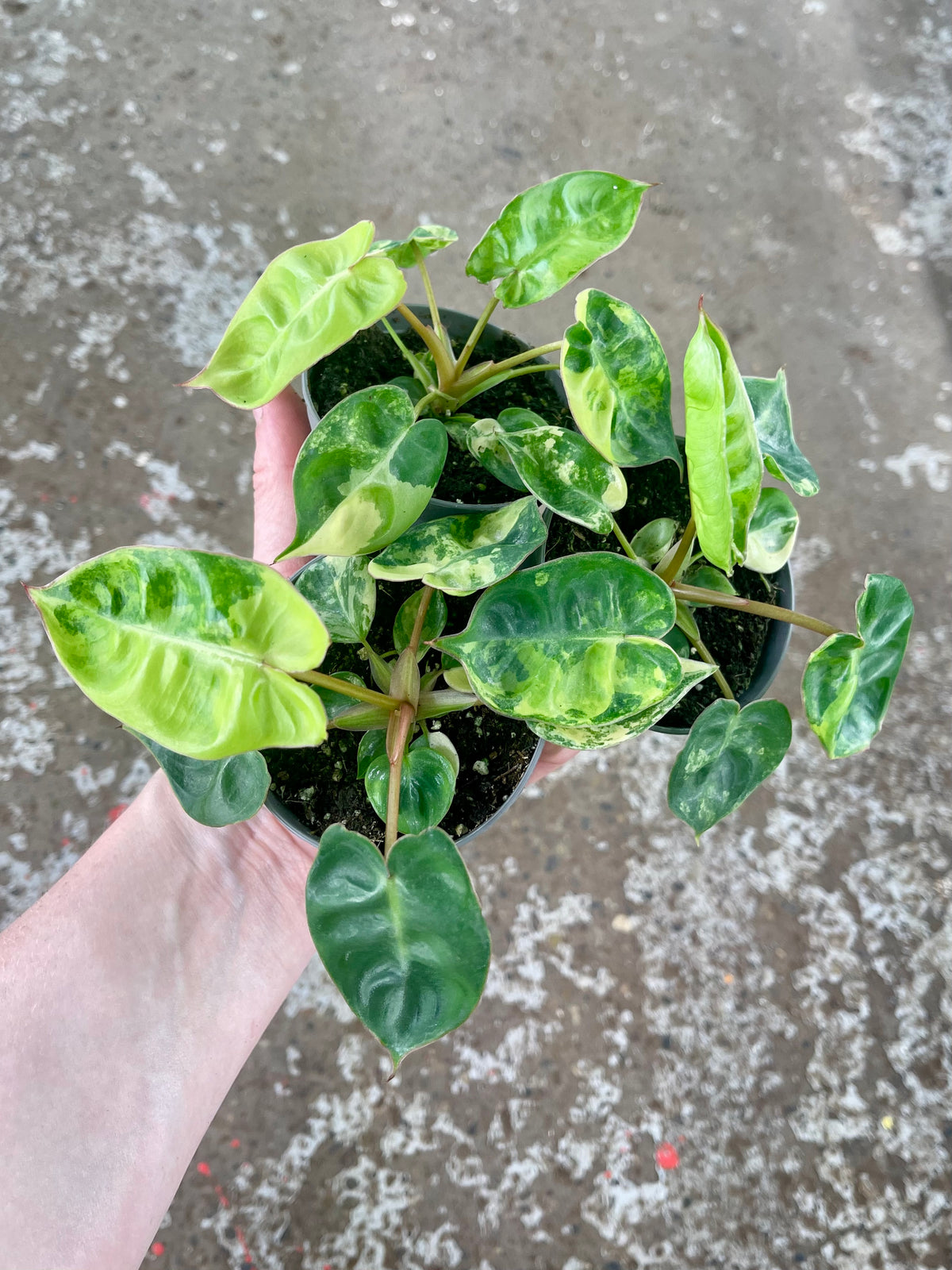 PHILODENDRON BILLIETIAE VARIEGATA