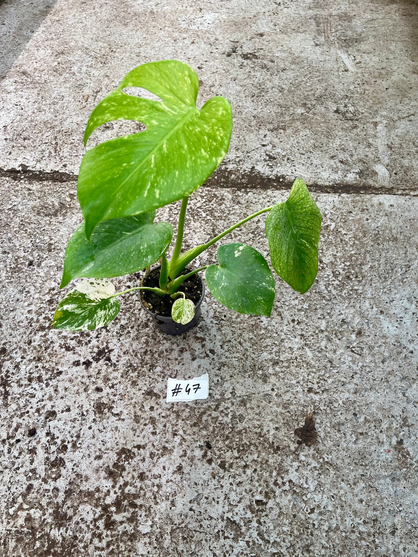 PLANTE A SAUVER