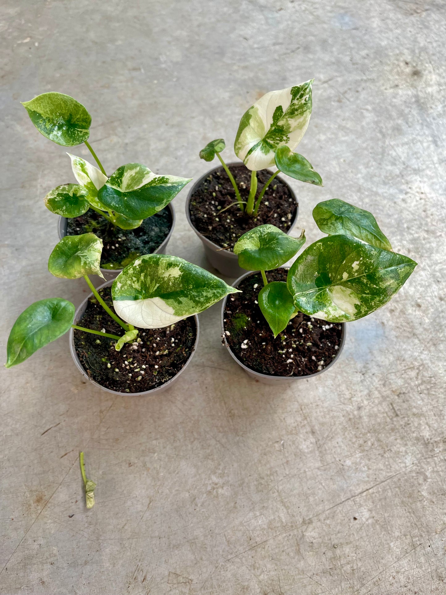 ALOCASIA SINUATA ALBO NEW