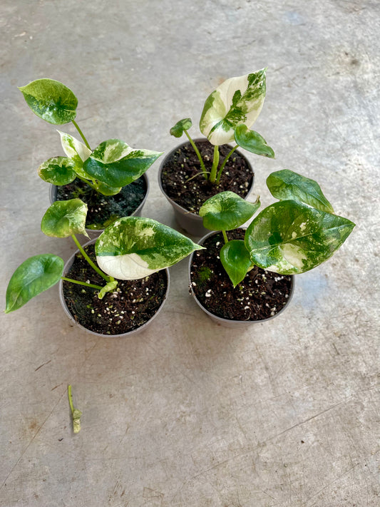 ALOCASIA SINUATA ALBO NEW