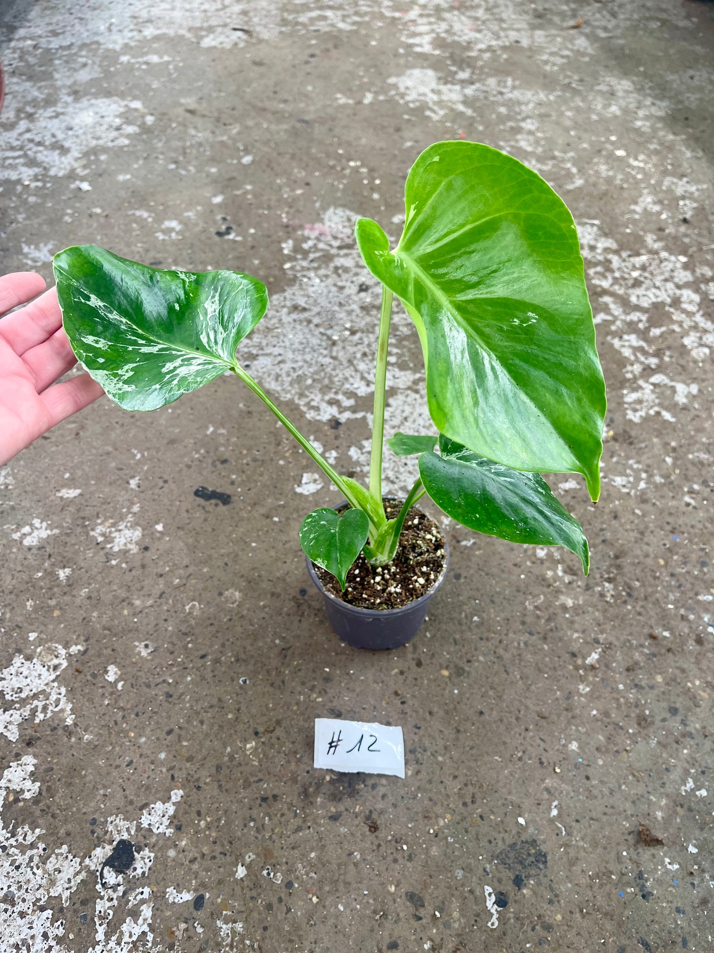 MONSTERA BULBASAUR M