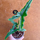 Alocasia sulawesi sabrina narrow S