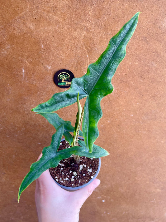 Alocasia sulawesi sabrina narrow S