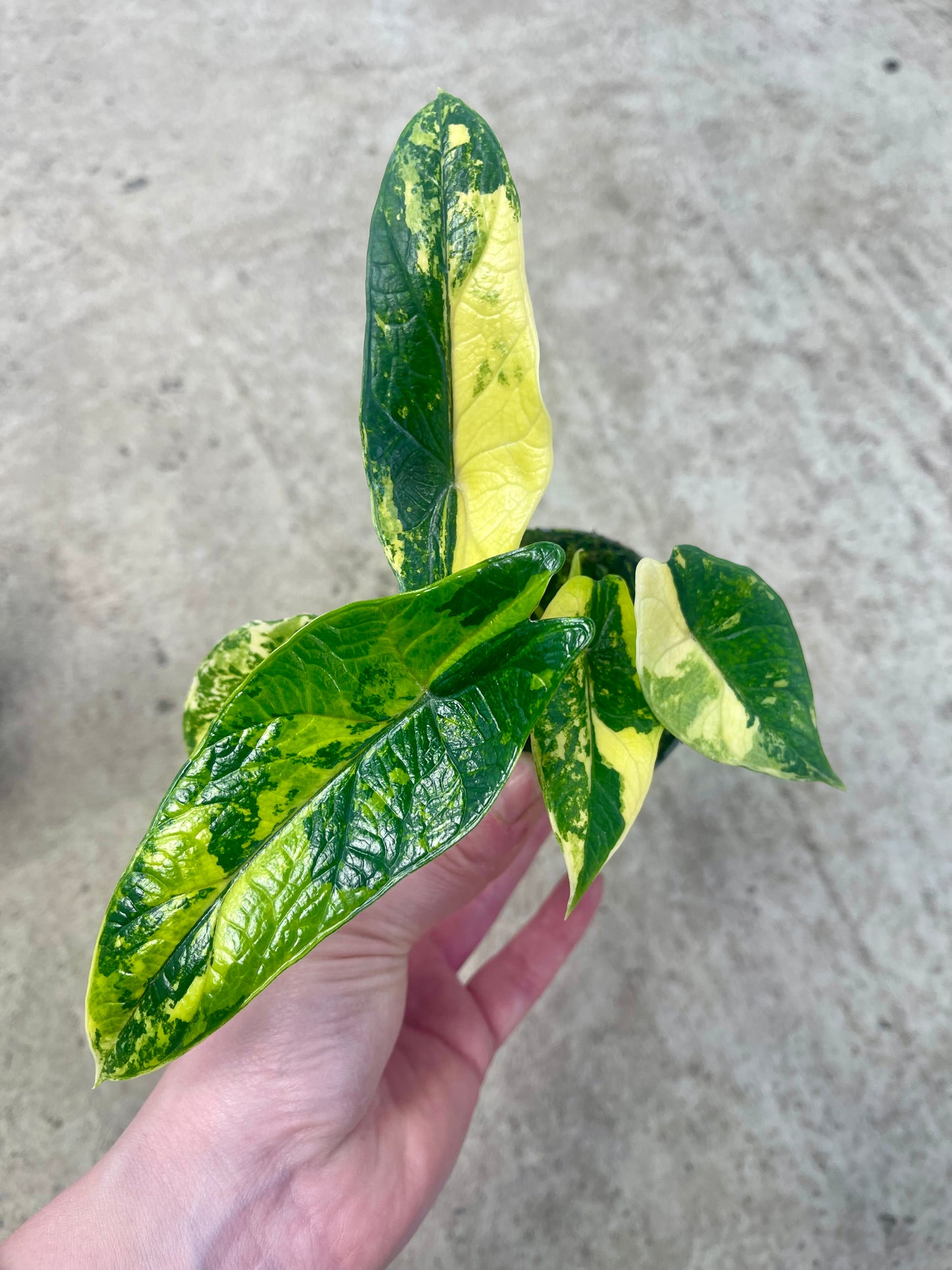 ALO.CASIA SCALPRUM AUREA VARIEGATA (2 plantes)
