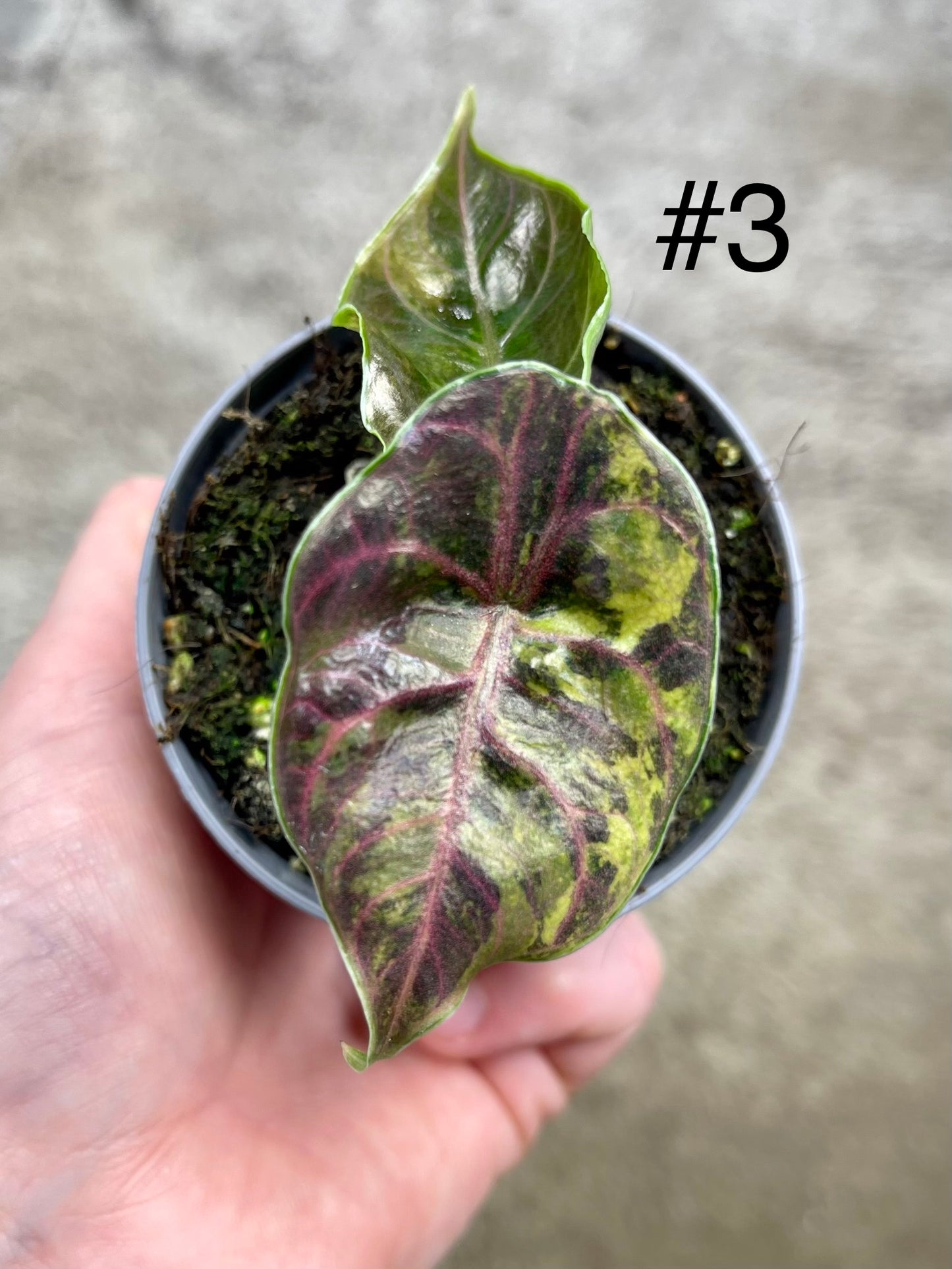 Alocasia Azlanii variegata