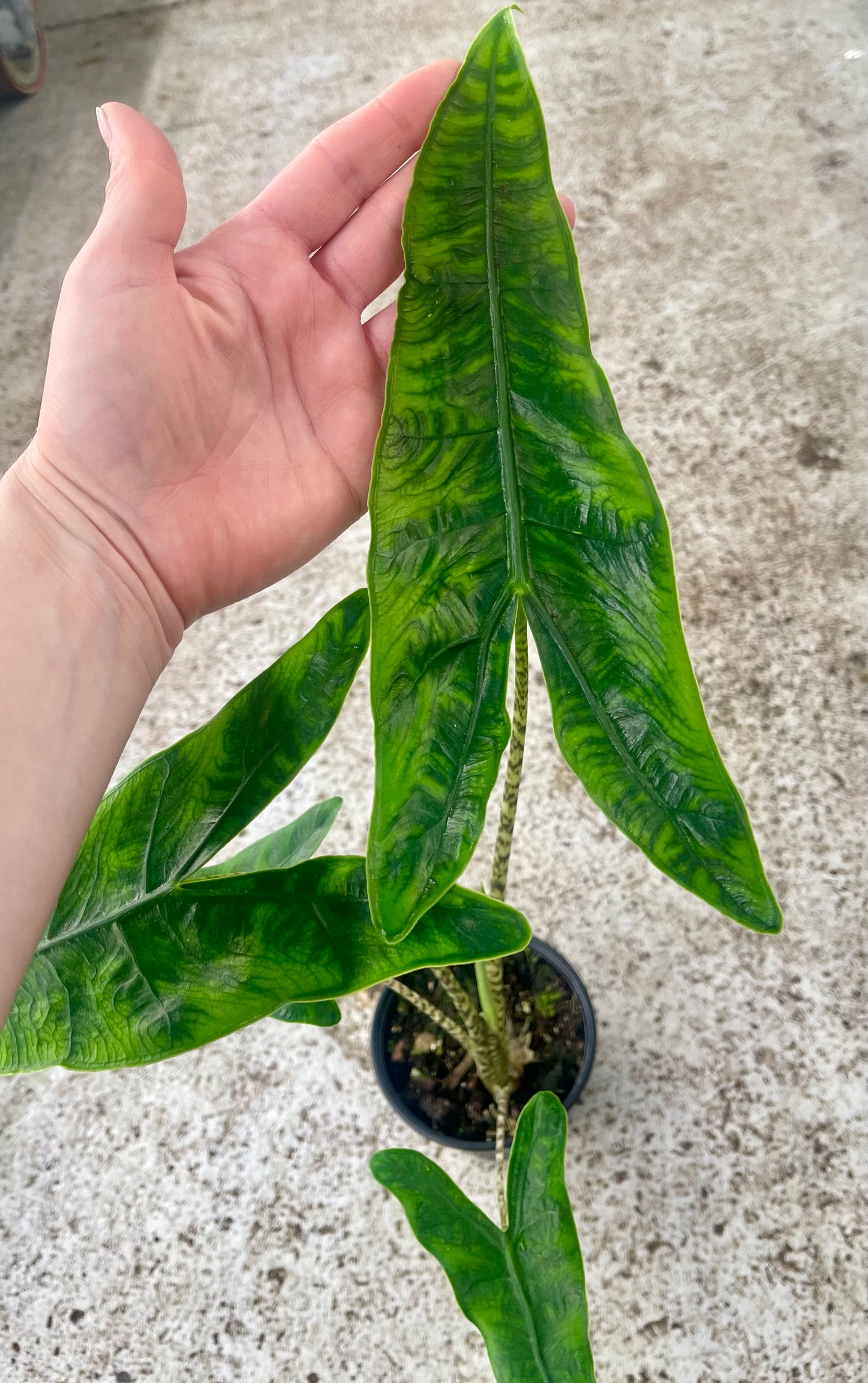 Alocasia zebrina reticulata