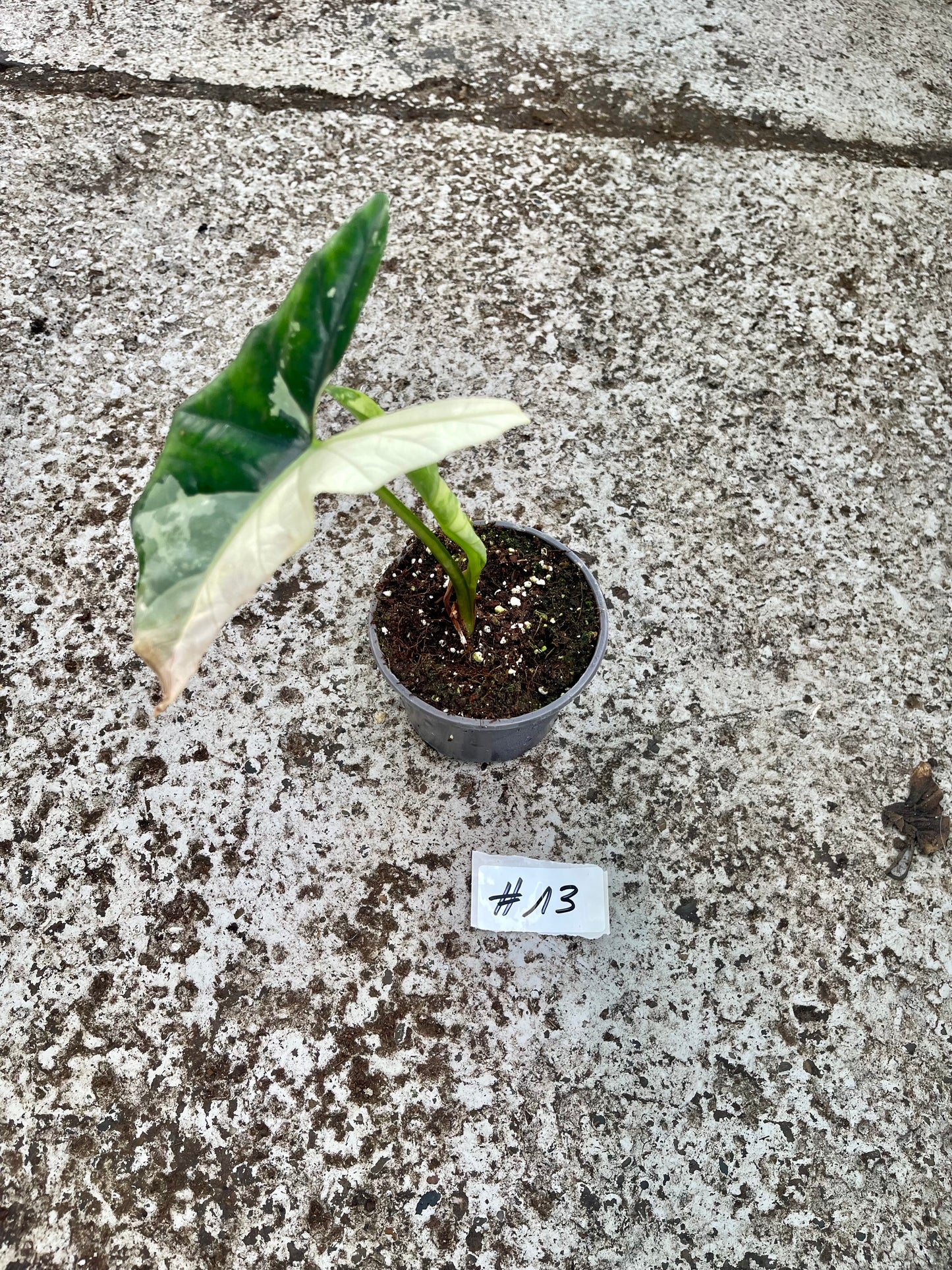 PLANTE A SAUVER