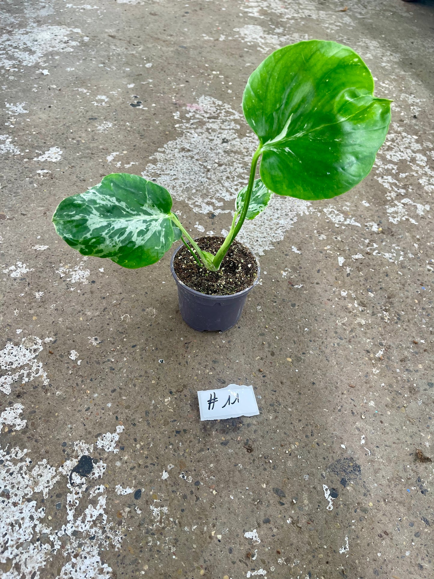 MONSTERA BULBASAUR M