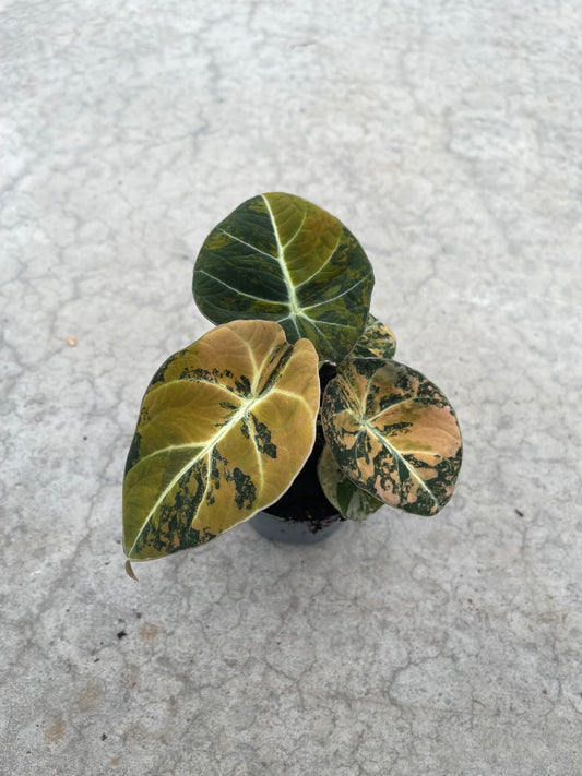 ALOCASIA BLACK VELVET AUREA
