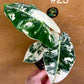 Alocasia frydek variegata haute variegation M