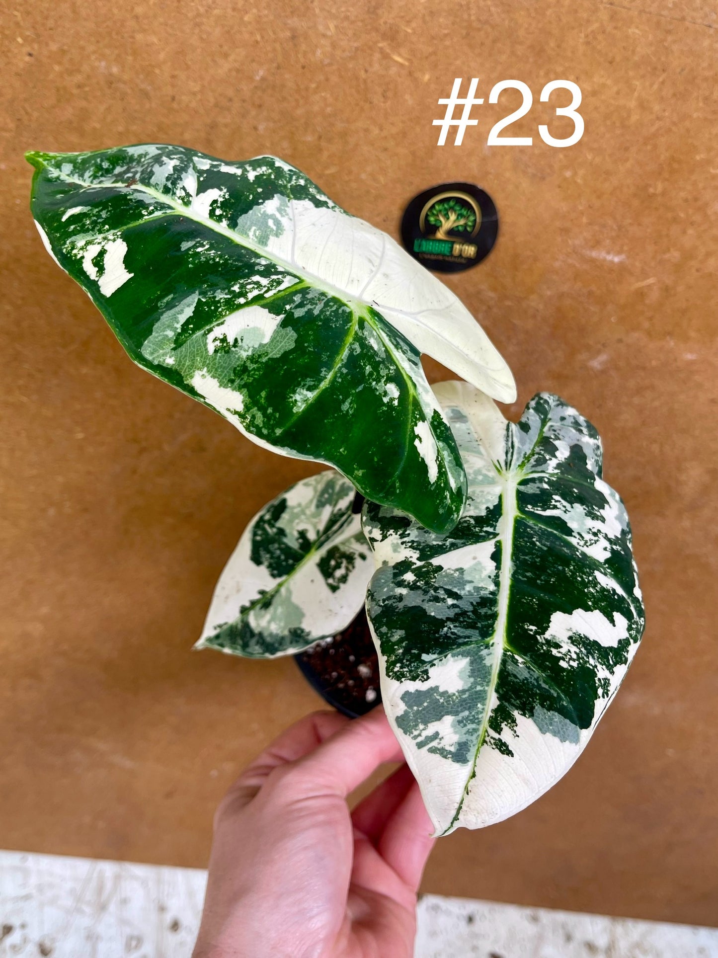 Alocasia frydek variegata haute variegation M