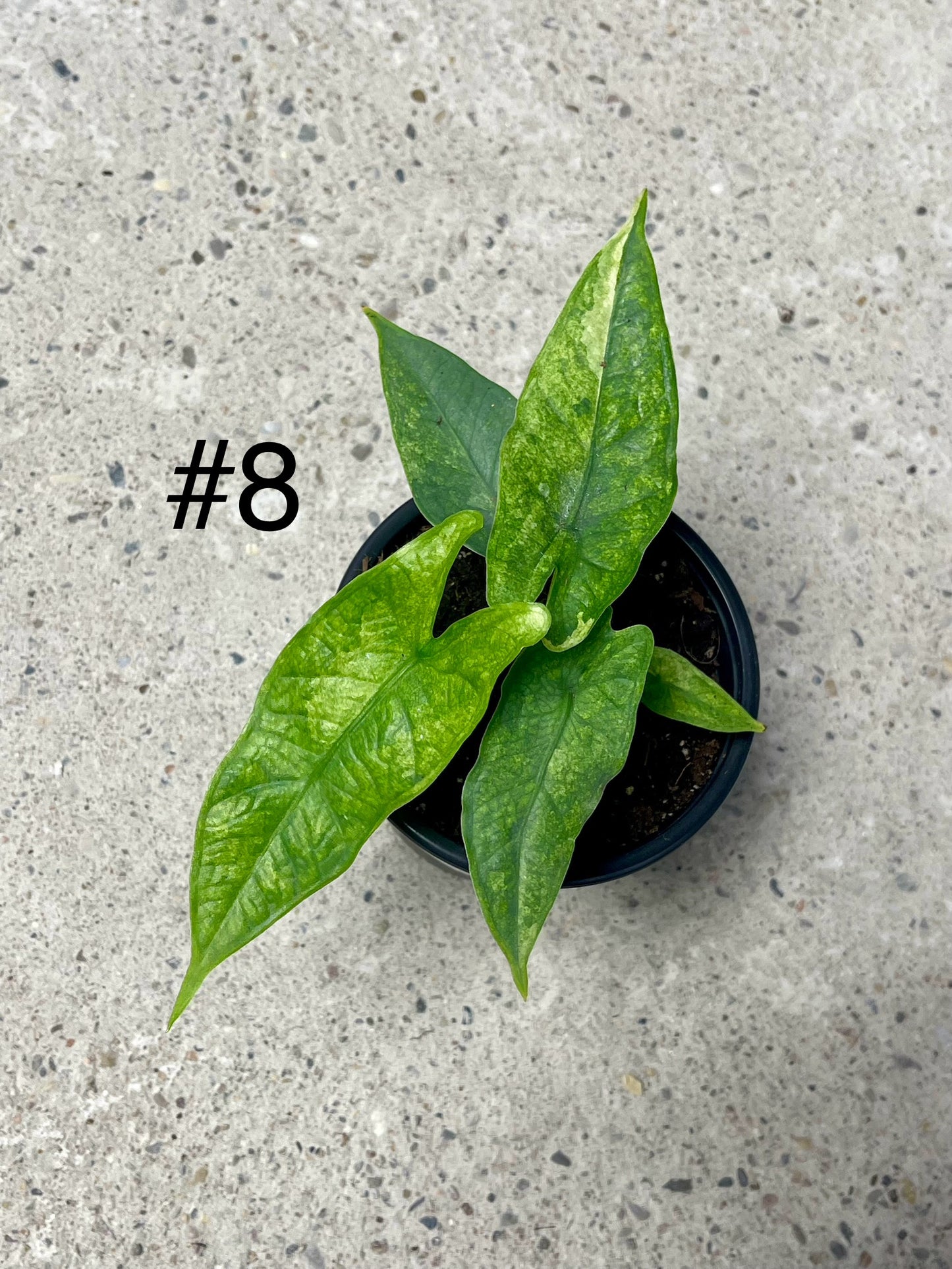 ALOCASIA GREEN CARPET VARIEGATA NEW