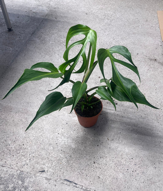 Monstera dilacerata burle marx flame L NEW