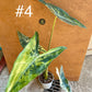 Alocasia longiloba albo variegata