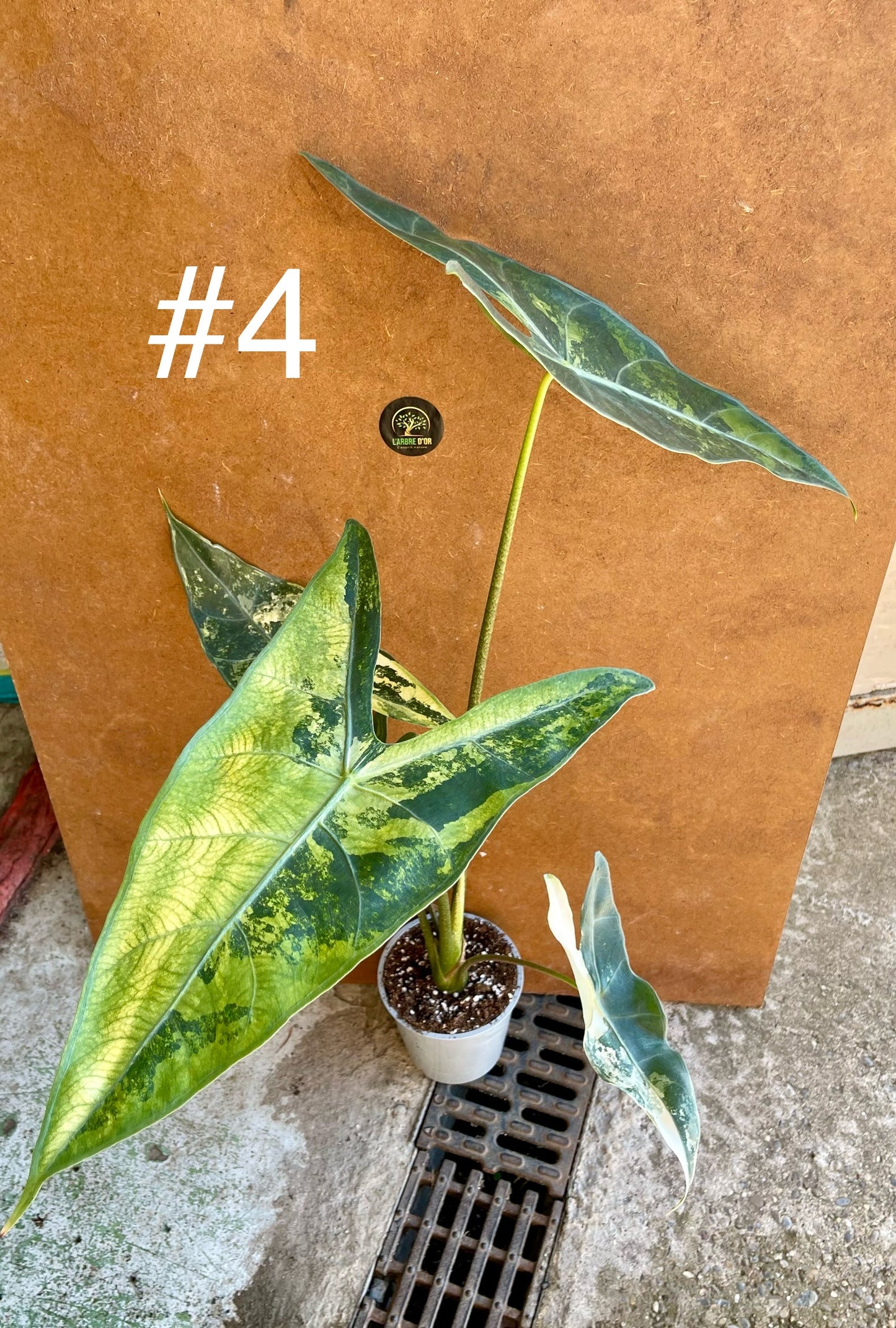 Alocasia longiloba albo variegata