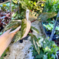 Philodendron red anderson M NEW