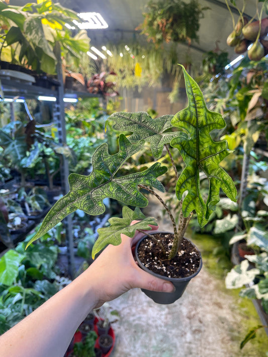 Alocasia jacklyn M