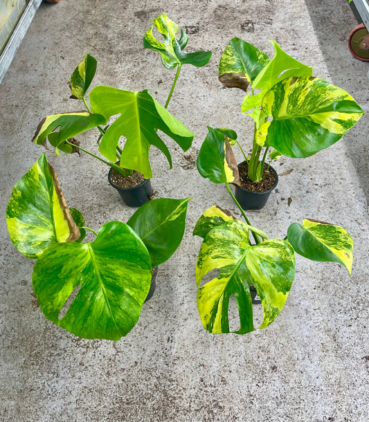 Monstera deliciosa Yellow Marilyn Variegata M/L SAD PLANT