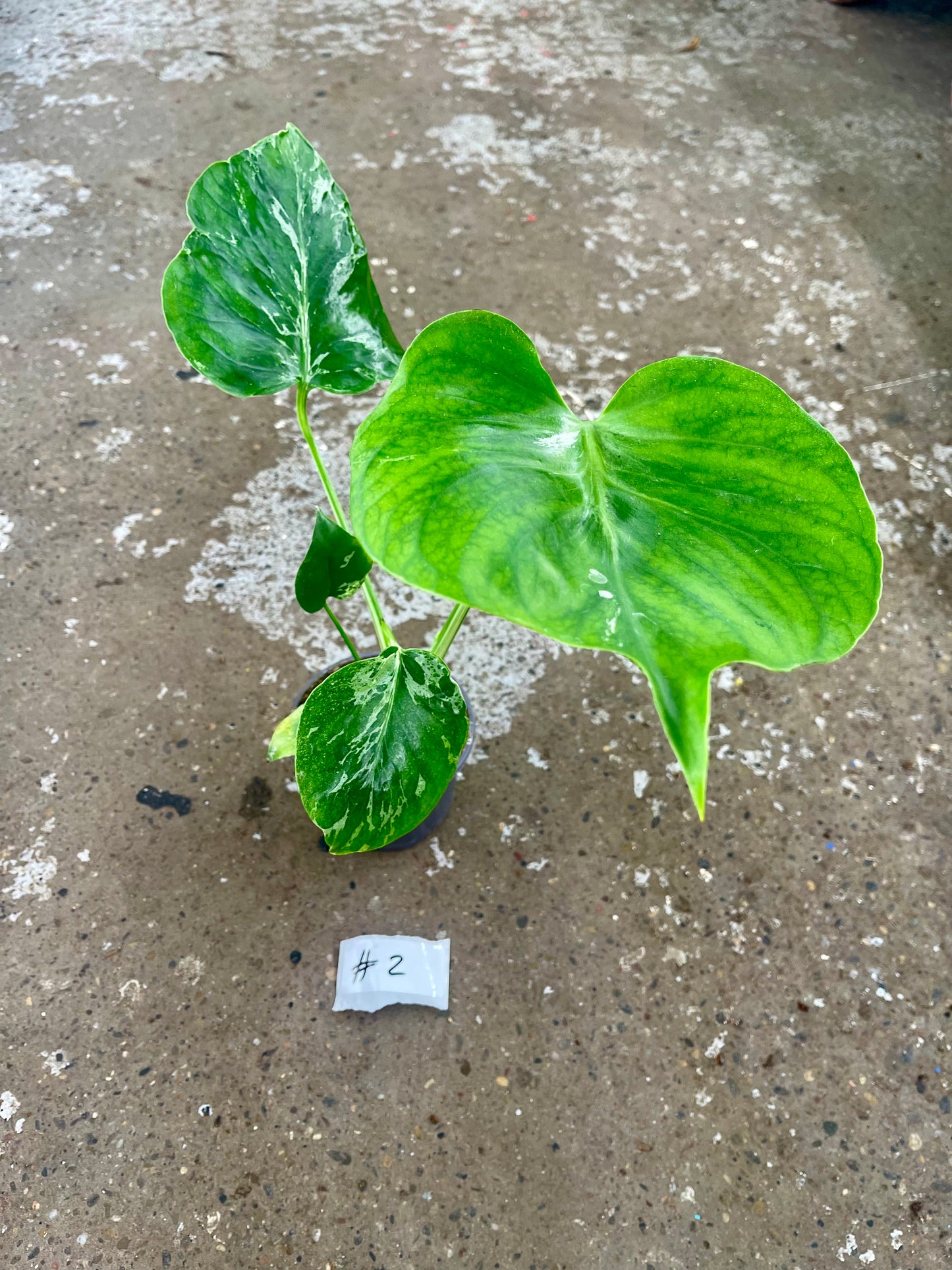 MONSTERA BULBASAUR M