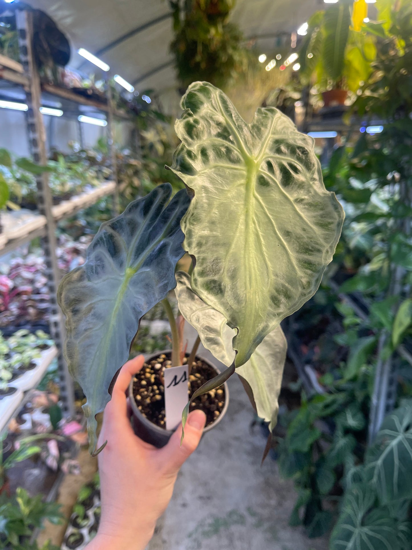 ALOCASIA VENOM L NEW