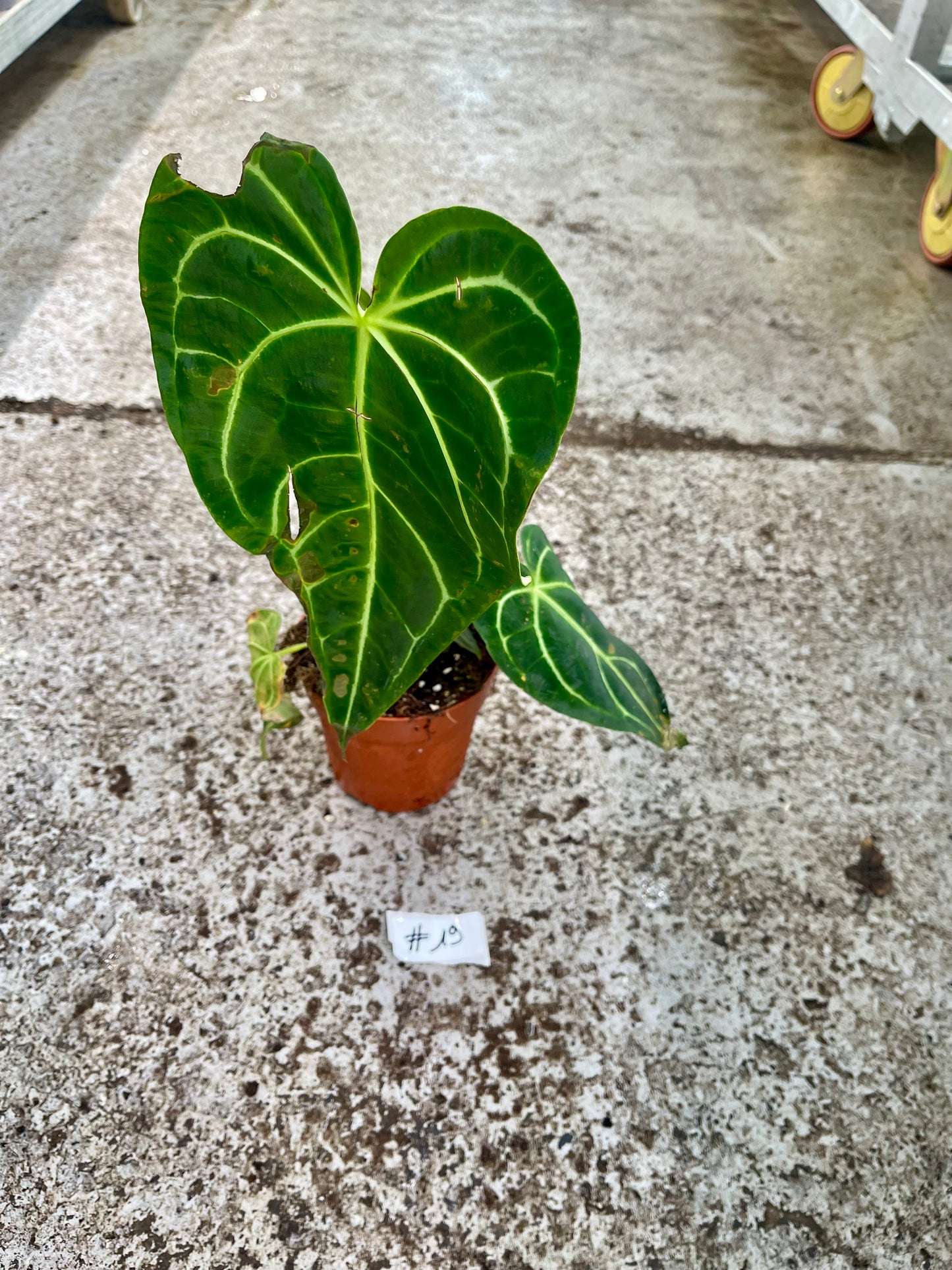 PLANTE A SAUVER