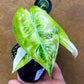 Alocasia nairobi nights variegata S NEW
