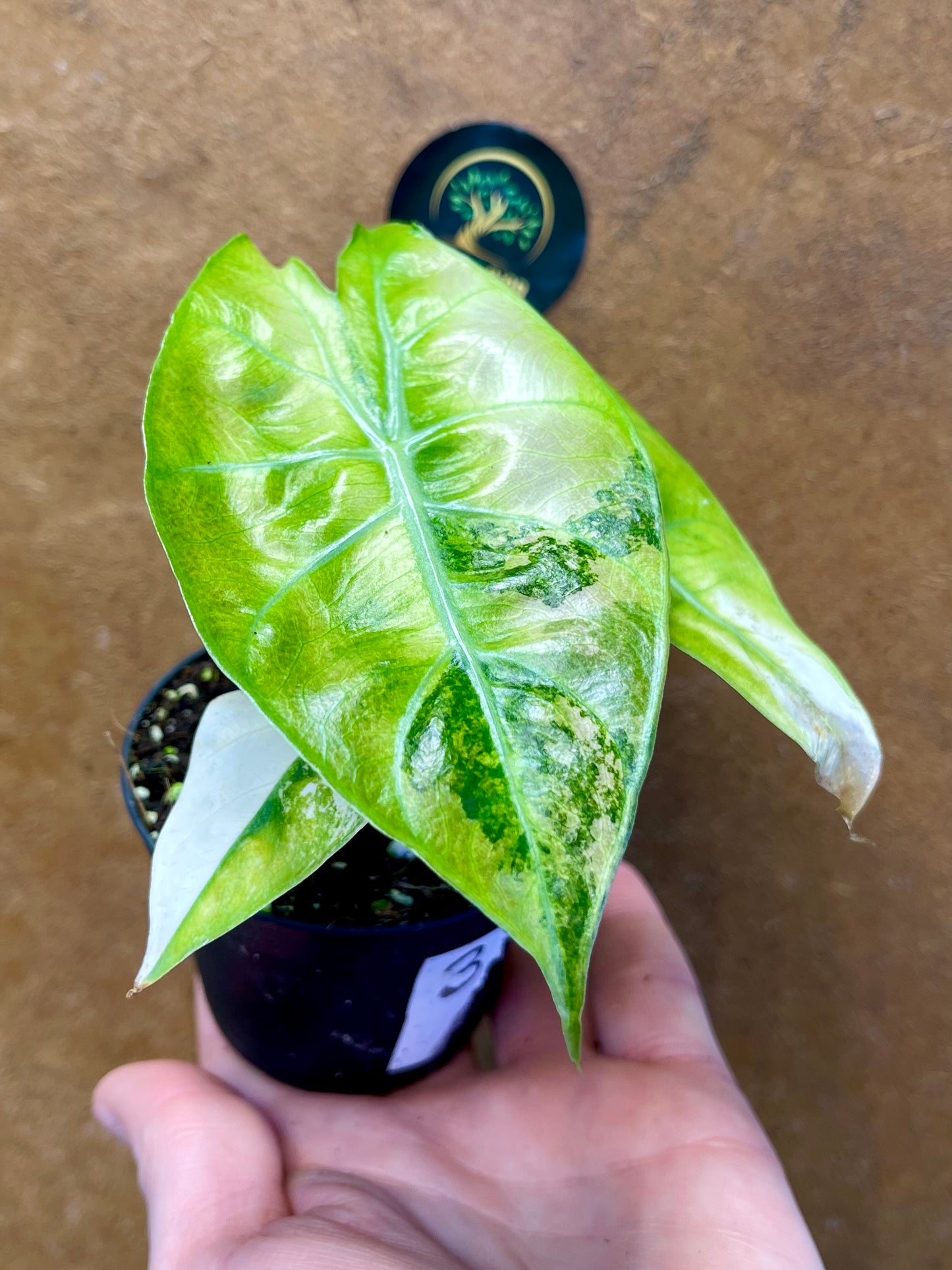 Alocasia nairobi nights variegata S NEW