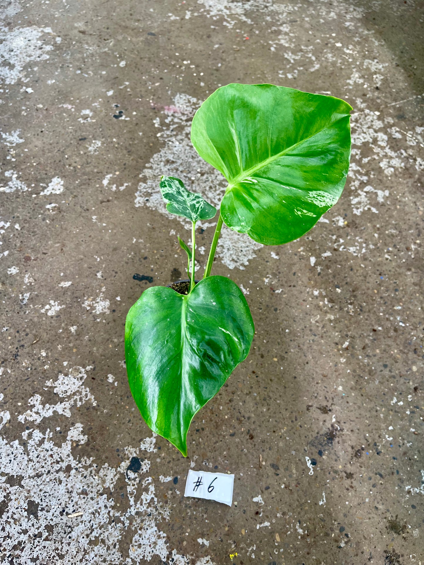 MONSTERA BULBASAUR M