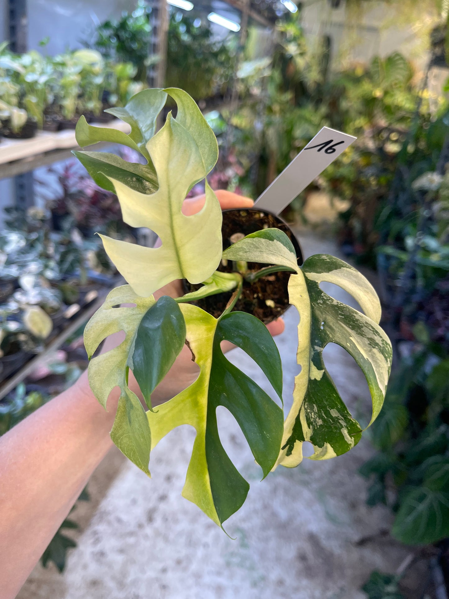 Monstera minima ALBO variegata / Rhaphidophora tetrasperma ALBO variegata
