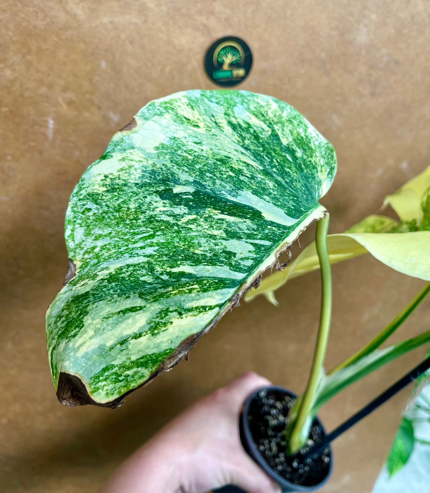 Monstera legacy