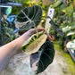 ALOCASIA BLACK VELVET PINK VARIEGATA M