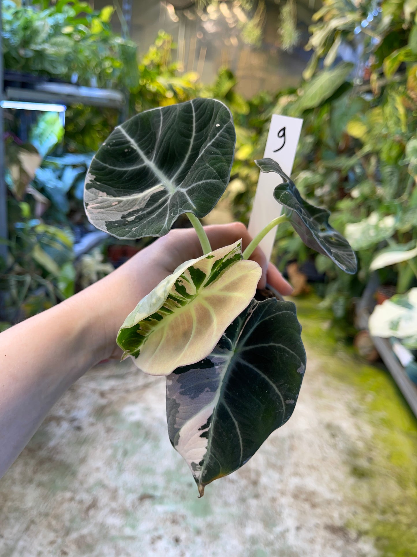ALOCASIA BLACK VELVET PINK VARIEGATA M