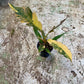 Philodendron caramel marble variegata L